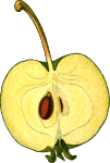 Half-apple (detailed)